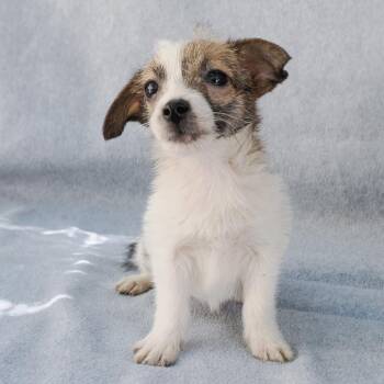 FREESIA -  Chihuahua and Terrier Dog for Adoption in Richmond, California - FREESIA | PetCurious