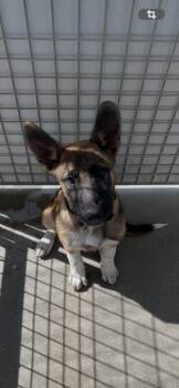 King -  German Shepherd Dog Dog for Adoption in Newman, California - King | PetCurious
