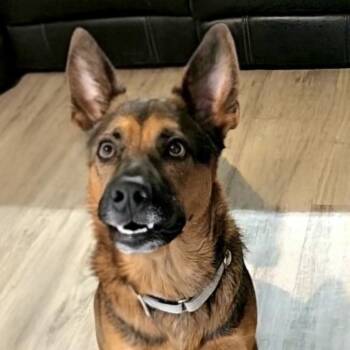 Ernie -  German Shepherd Dog and Mixed Breed Dog for Adoption in Corpus Christi, Texas - Ernie | PetCurious