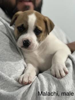 Akita and Pit Bull Terrier Dogs Available for Adoption - Malachi | PetCurious