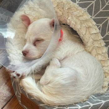 Lestat [orange] -  Terrier and Mixed Breed Dog for Adoption in Baltimore, Maryland - Lestat [orange] | PetCurious