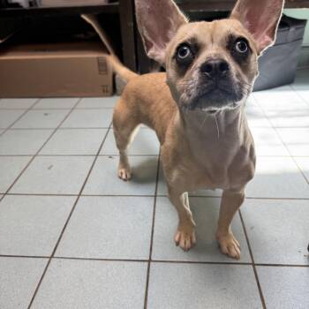 Snookie -  Chihuahua and French Bulldog Dog for Adoption in Woodbridge, Connecticut - Snookie | PetCurious