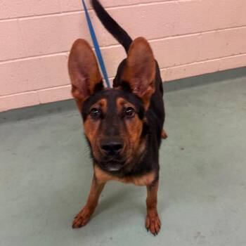 Dumbo -  Mixed Breed Dog Available for Adoption in Memphis, Tennessee - Dumbo | PetCurious