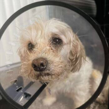 Rescue Maltese and Poodle Dogs for Adoption in Las Vegas, Nevada - Bell Jasmine F NV | PetCurious