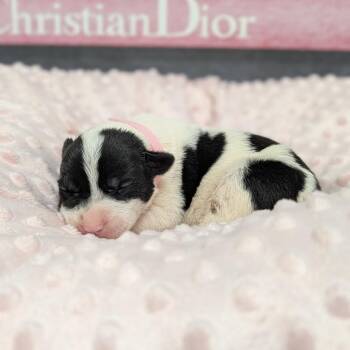 Hound and Australian Shepherd Dogs Available for Adoption - Lovey Dovey 01-1312 | PetCurious