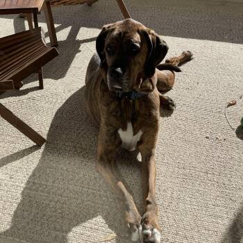 Great Dane and Coonhound Dogs Available for Adoption in Lakewood Ranch, Florida - Bruno (FKA Diesel) | PetCurious