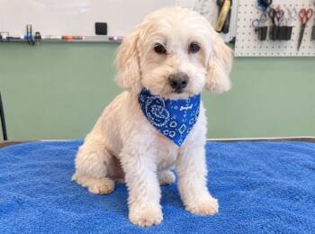 COOPER -  Poodle and Cocker Spaniel Dog for Adoption in Tustin, California - COOPER | PetCurious