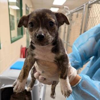 Athena -  Chihuahua and Mixed Breed Dog for Adoption in Reno, Nevada - Athena | PetCurious
