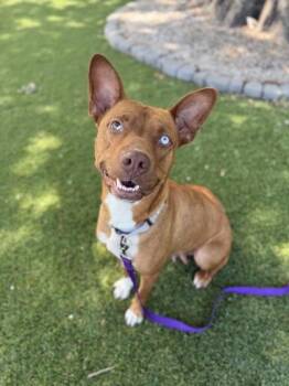 Mixed Breed Dogs Available for Adoption in Daytona Beach, Florida - Jo Jo - 2 | PetCurious