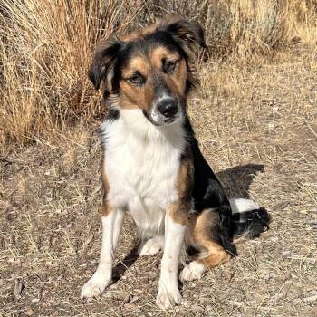 Walker -  Mixed Breed Dog for Adoption in Hailey, Idaho - Walker | PetCurious