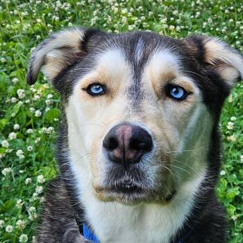 Chester -  Husky Dog for Adoption in Wilmington, Delaware - Chester | PetCurious