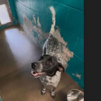 German Shorthaired Pointer Dogs Available for Adoption - Duck | PetCurious