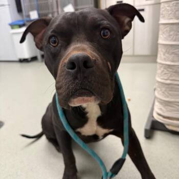 Xion -  Terrier and Mixed Breed Dog for Adoption in Abilene, Texas - Xion | PetCurious