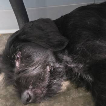 ARNOLD -  Labrador Retriever and German Wirehaired Pointer Dog for Adoption in Hannibal, Missouri - ARNOLD | PetCurious