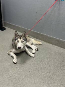 GOLDSTONE -  Husky Dog for Adoption in Las Vegas, Nevada - GOLDSTONE | PetCurious