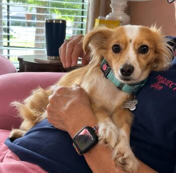 Happy -  Spaniel and Pomeranian Dog for Adoption in Saugus, Massachusetts - Happy | PetCurious