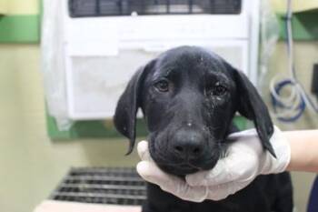 Labrador Retriever and Mixed Breed Dogs Available for Adoption in Picayune, Mississippi - Astrid | PetCurious