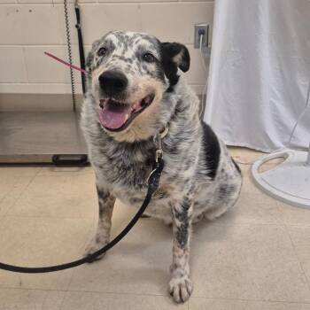 Moody -  Mixed Breed Dog for Adoption in Lake Panasoffkee, Florida - Moody | PetCurious