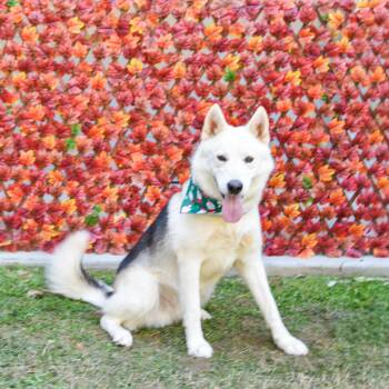 Rescue Husky Dogs for Adoption in Lancaster, South Carolina - Creek | PetCurious