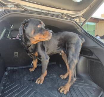 Bo -  Rottweiler Dog for Adoption in Dallas, Texas - Bo | PetCurious