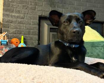 Lester -  Mixed Breed Dog for Adoption in Grand Rapids, Michigan - Lester | PetCurious