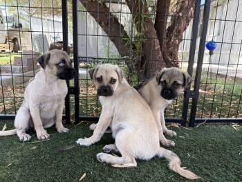Puggles and Puggles, Dove, Raven and Phoenix (3) -  Puggle Dog for Adoption in Canutillo, Texas - Puggles And Puggles, Dove, Raven And Phoenix (3) | PetCurious