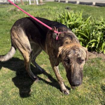 Mixed Breed Dogs Available for Adoption in Spokane, Washington - Darla | PetCurious