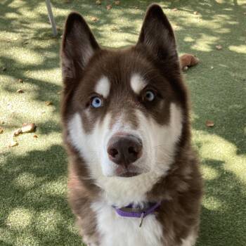 Firulais -  Husky Dog for Adoption in Providence, Rhode Island - Firulais | PetCurious