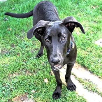 Great Dane and Labrador Retriever Dogs Available for Adoption - Heath The King Size Candy Bar | PetCurious