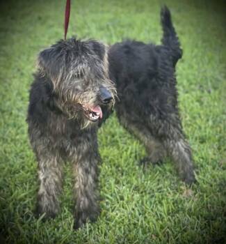 Rona JC in MS -  Poodle Dog for Adoption in Warwick, Rhode Island - Rona JC In MS | PetCurious