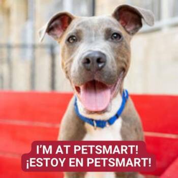 Rescue Mixed Breed Dogs for Adoption in Carrollton, Texas - Mahogany | PetCurious