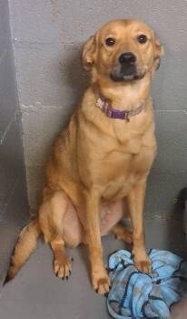 Harper -  Labrador Retriever Dog for Adoption in Stuart, Virginia - Harper | PetCurious
