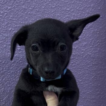 Oak -  Chihuahua Dog for Adoption in Woodland, California - Oak | PetCurious