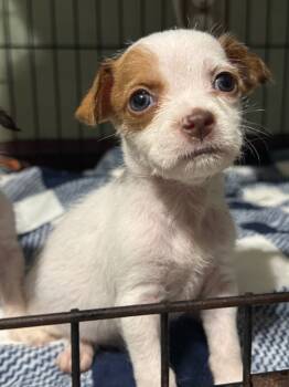 Rescue Chihuahua and Spaniel Dogs for Adoption in Hortense, Georgia - Elton | PetCurious