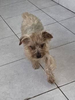 Yorkshire Terrier Dogs Available for Adoption in Fallbrook, California - Johnny | PetCurious