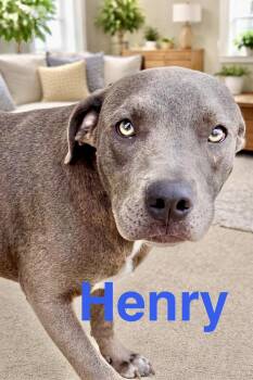 American Staffordshire Terrier and Cattle Dog Dogs Available for Adoption - Henry | PetCurious