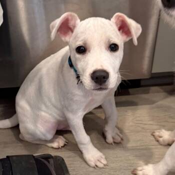 Mixed Breed Dogs Available for Adoption in Southside, Tennessee - Johnny | PetCurious