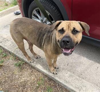 KEVIN -  Mixed Breed Dog for Adoption in Dallas, Texas - KEVIN | PetCurious