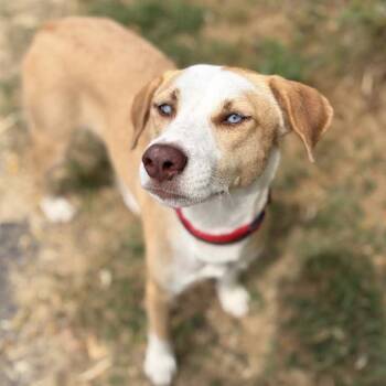 Sheba -  Mixed Breed Dog for Adoption in Elgin, Texas - Sheba | PetCurious