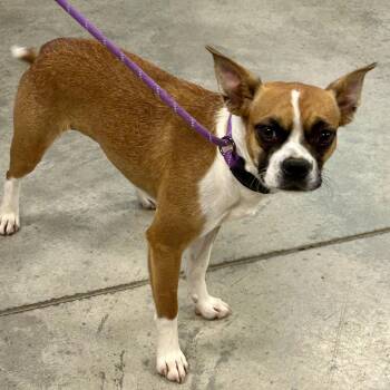 Emilie 2026 -  Boston Terrier and Chihuahua Dog for Adoption in Cincinnati, Ohio - Emilie 2026 | PetCurious