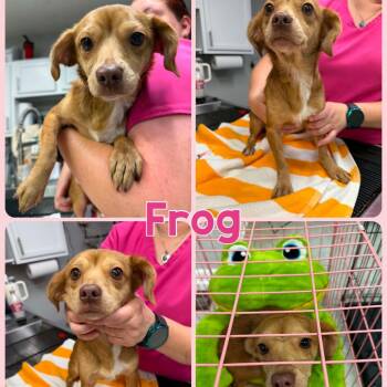 Frog -  Chihuahua and Mixed Breed Dog for Adoption in Opelika, Alabama - Frog | PetCurious