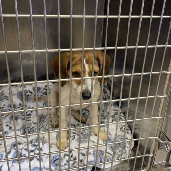 Honeycomb -  Beagle Dog for Adoption in Brownsboro, Alabama - Honeycomb | PetCurious