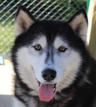 Dante -  Husky and Alaskan Malamute Dog for Adoption in Huron, South Dakota - Dante | PetCurious