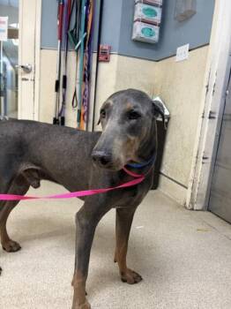 DASHER -  Doberman Pinscher Dog for Adoption in Riverside, California - DASHER | PetCurious