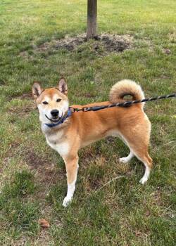 Shiba Inu Dogs Available for Adoption in Montgomery, New Jersey - Kona | PetCurious