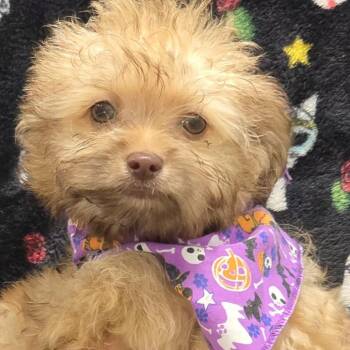 Bumi -  Chihuahua Dog for Adoption in Goleta, California - Bumi | PetCurious