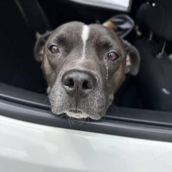 Michi -  Pit Bull Terrier Dog for Adoption in Davenport, Iowa - Michi | PetCurious