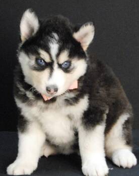 Siberian Husky Dogs Available for Adoption - Destiny | PetCurious