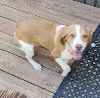 JOURNEE -  Beagle Dog Available for Adoption in Troutman, North Carolina - JOURNEE | PetCurious