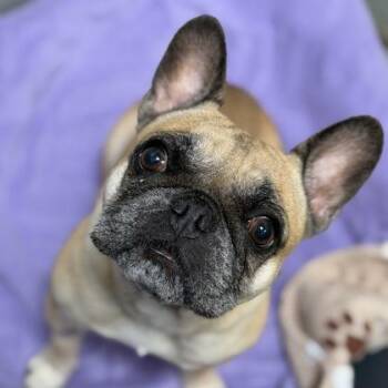 Honey Boba -  French Bulldog Dog for Adoption in Sacramento, California - Honey Boba | PetCurious